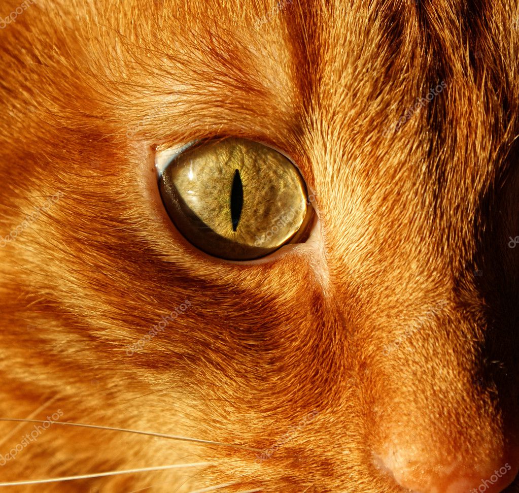 ginger cat face