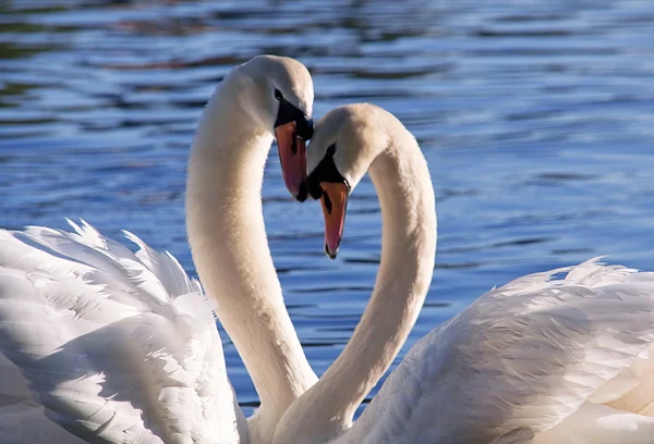 Two swans on lake