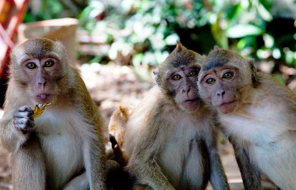 Portrait of three monkeys