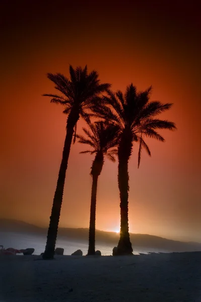 Three palms sunrise