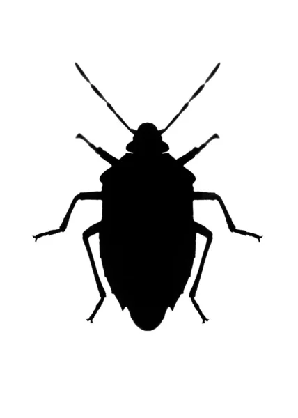 Silhouette of bug in back lighting