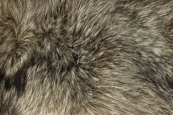 Closeup of Fox fur