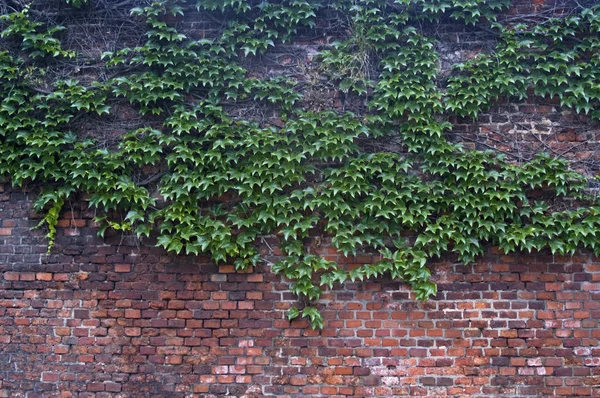 Old brick wall overgrown with vine