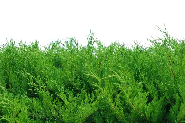 Green bushes isolated on white — Stock Photo #1420018