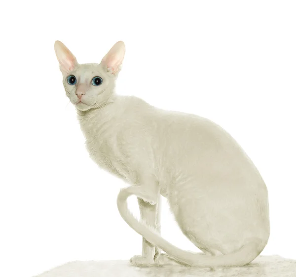 Cornish Rex Blue