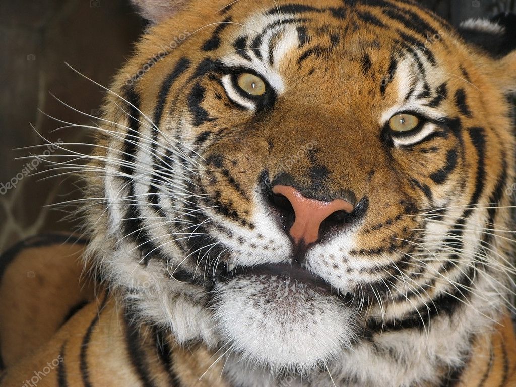 Siberian Tiger Size