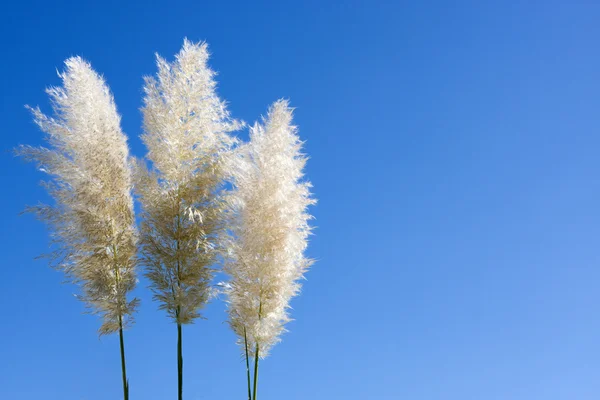 Plumes Of Pampas Grass
