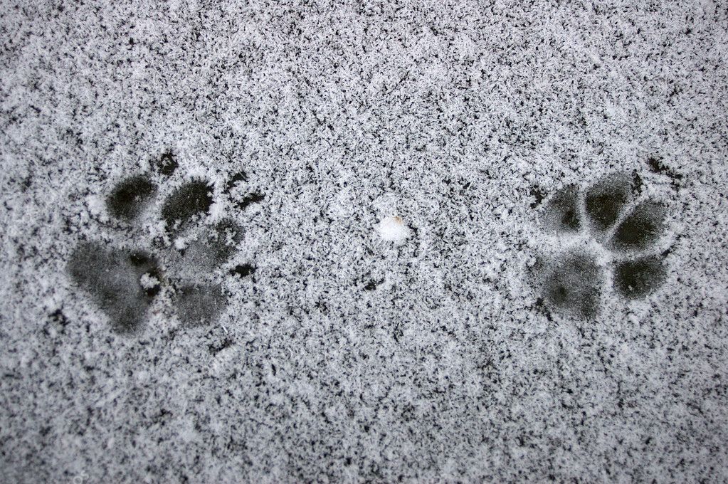 Fox footprint — Stock Photo © bedecs #1392552