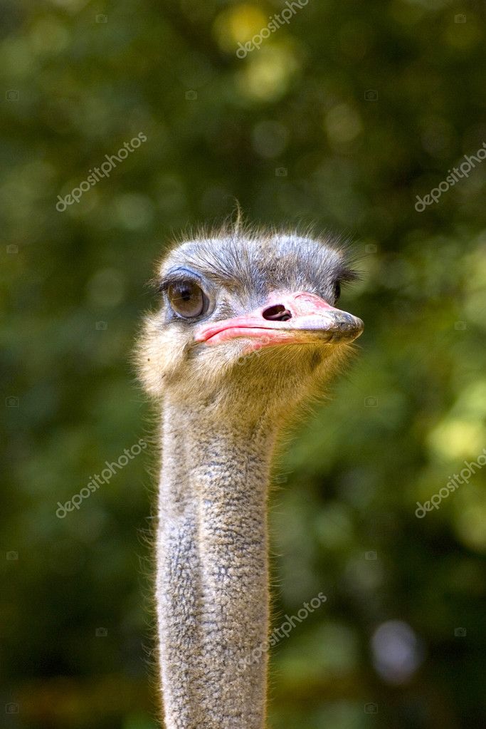 Stupid ostrich — Stock Photo © bedecs 1433765