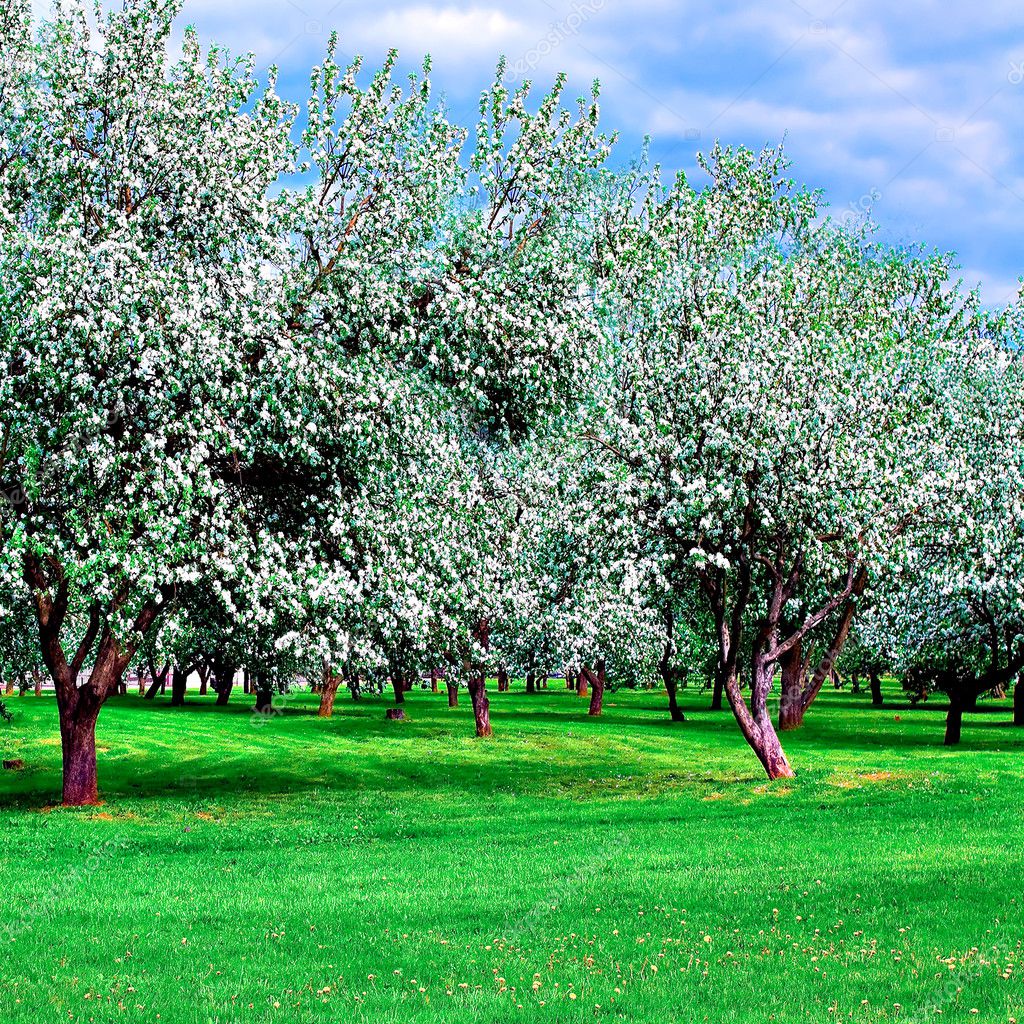 blossoming apple tree