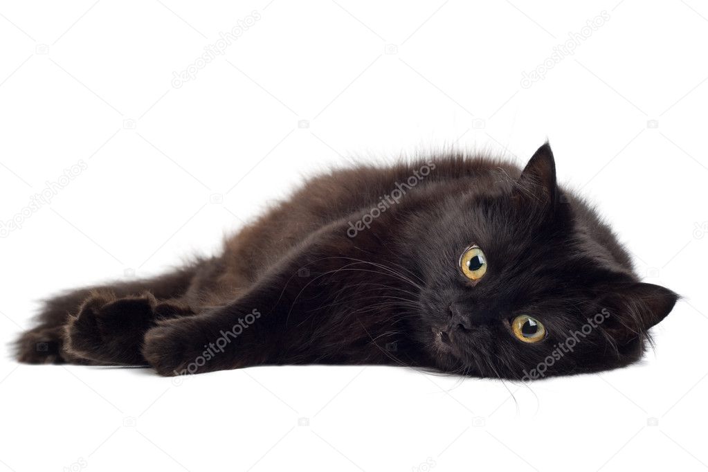 Black Cat Lying