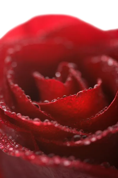 Red rose with water drops isolated