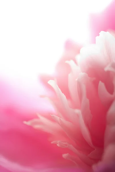 Abstract pink peony flower isolated