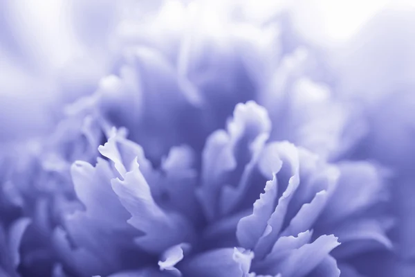 Blue peony flower - abstract background