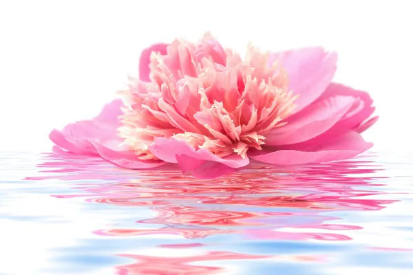 Peony flower floating in water isolated