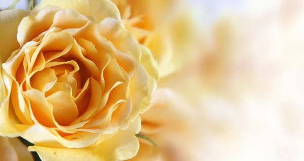 Background with a yellow rose