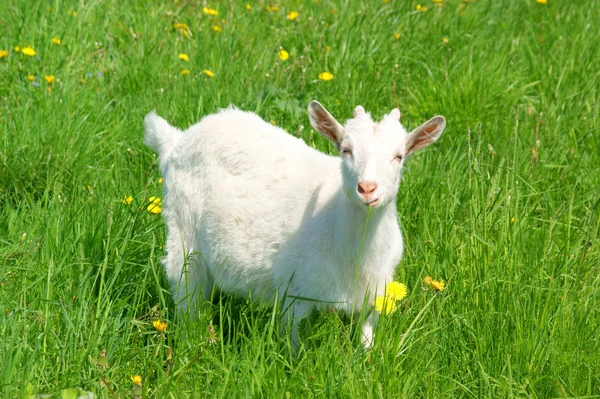 Young cute goat on green grass