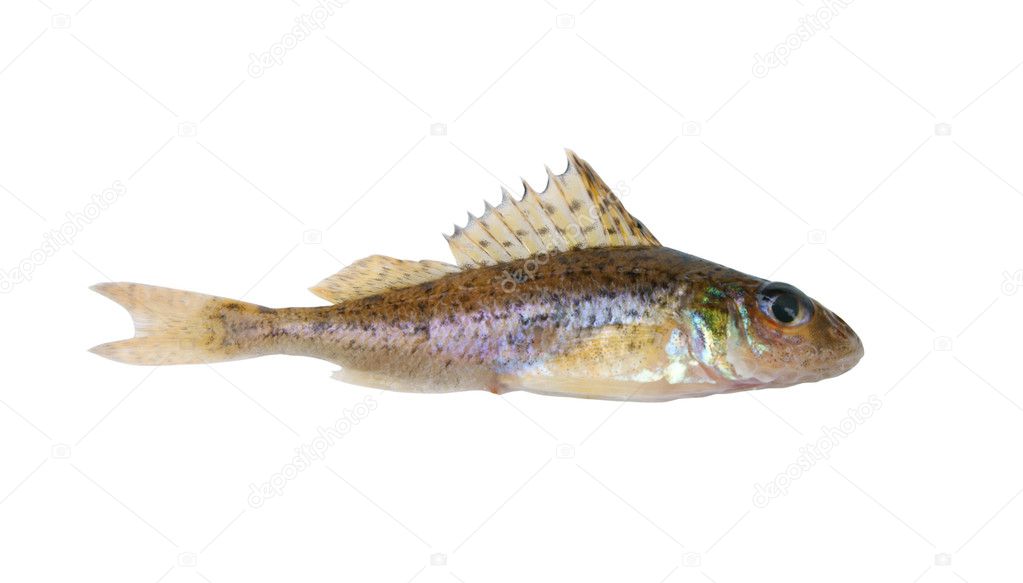 Ruff Fish