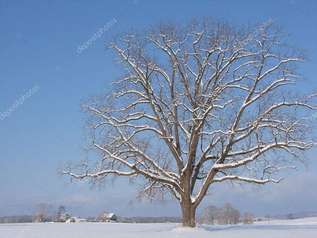 Maple Trees Winter