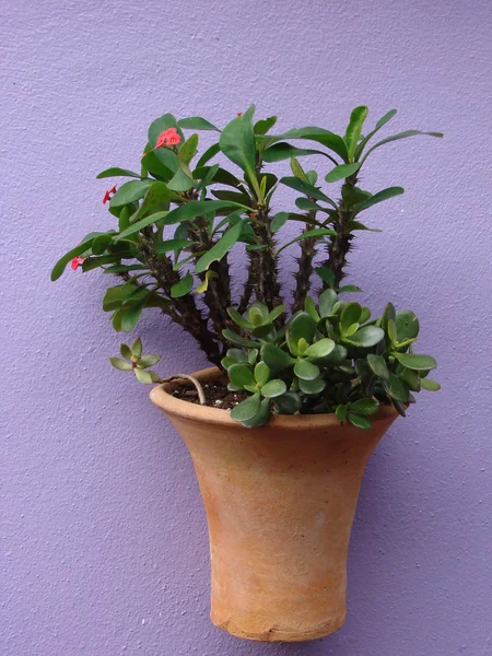 Plants in hanging pot on purple wall