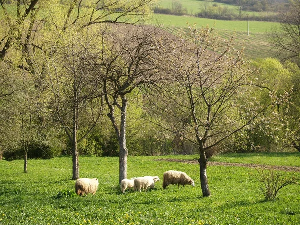Sheep family under the trees