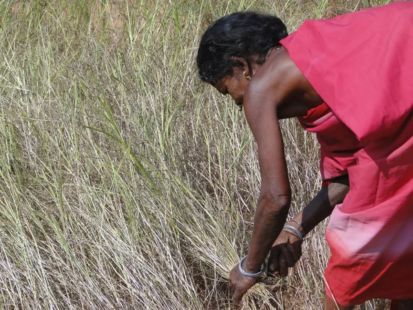 Indian woman uses a sickle to harvest sesame s