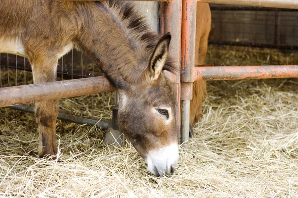 Young donkey eating hay