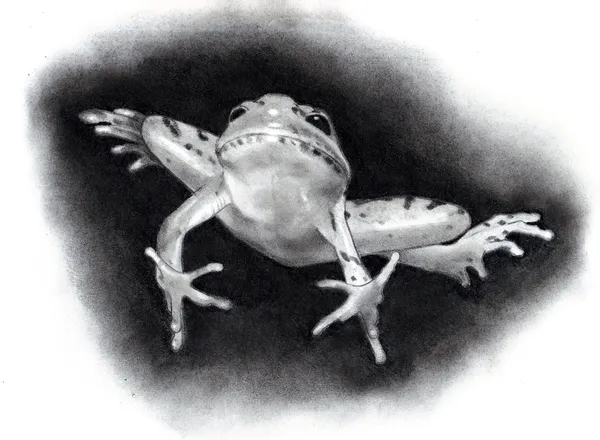Pencil Drawing of Leaping Frog