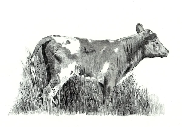 Pencil Drawing of a Calf — Stock Photo #1496242