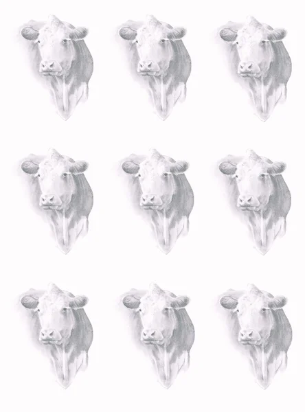 Cow Head in Pencil Background