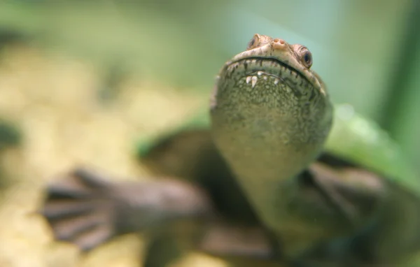 Turtle with a long head in an aquarium