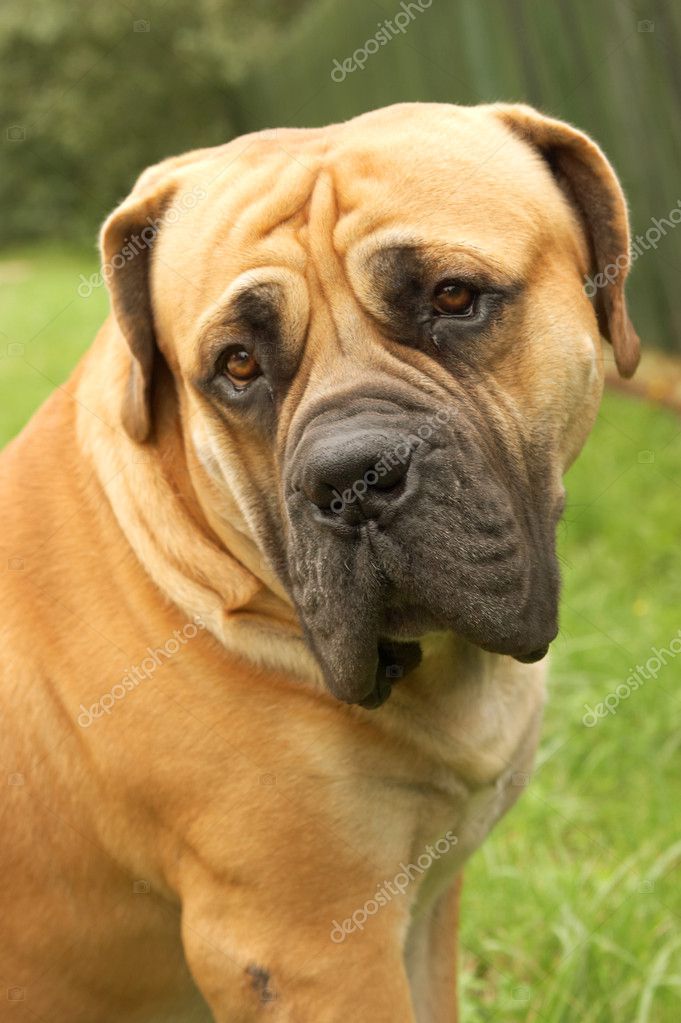 download boerboel champion bloodline download boerboel champion bloodline