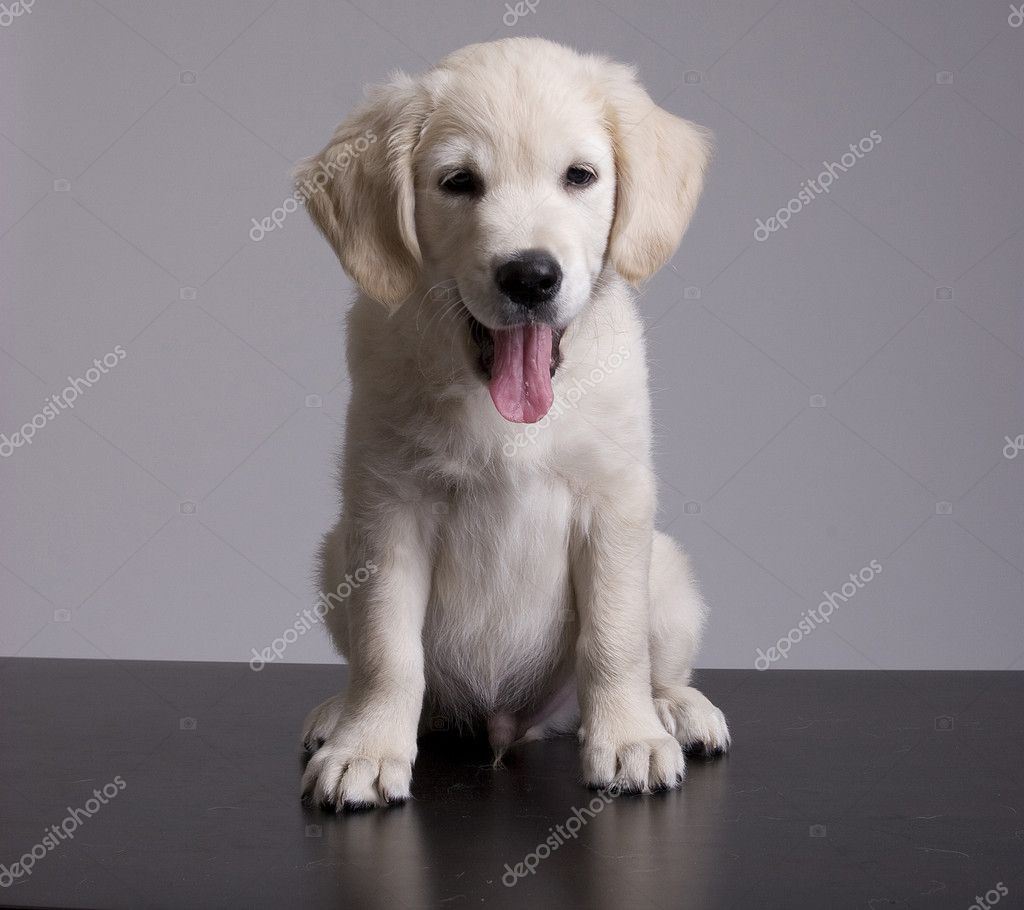 Baby Golden Retriever Portrait — Stock Photo © hsfelix #1487574