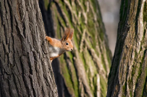 Squirrel look out from tree stem