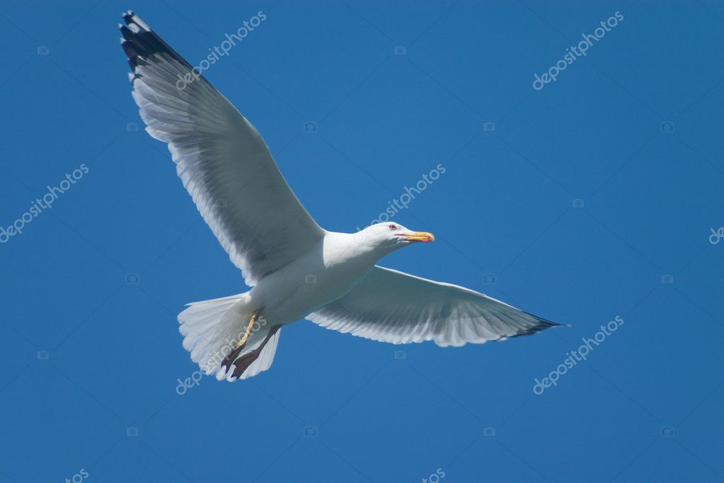 Bird Soaring