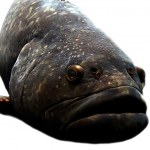 big lips fish