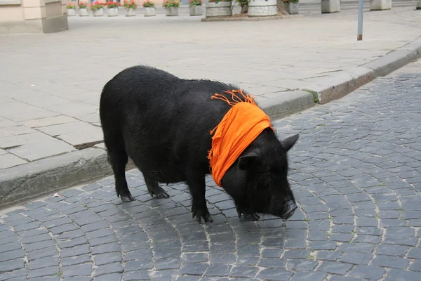 Stock Photo: Pet pig