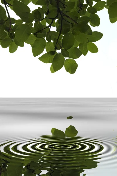 Leaf reflected in water