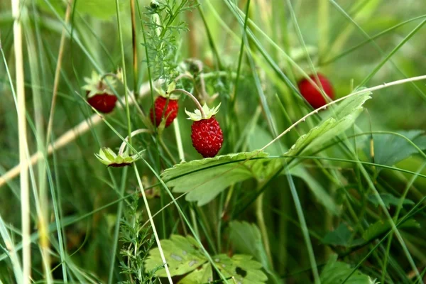 Ripe berries of wild strawberry