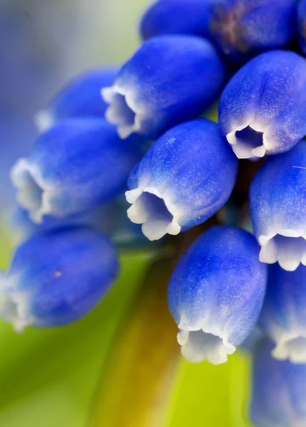 Macro detail of a blue flower