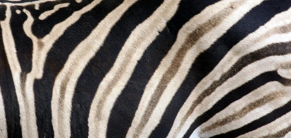 Zebra stripes texture