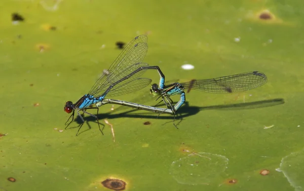 Mating+dragonflies+pictures