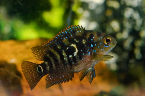 Aquarium fish cichlasoma cichlidae