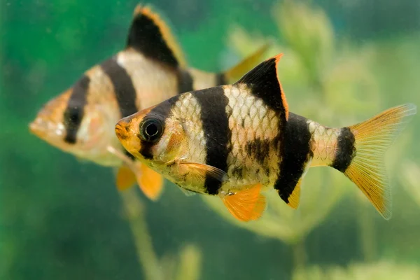Aquarium fish capoeta tetrazona in group