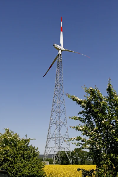 Wind power station with rape field
