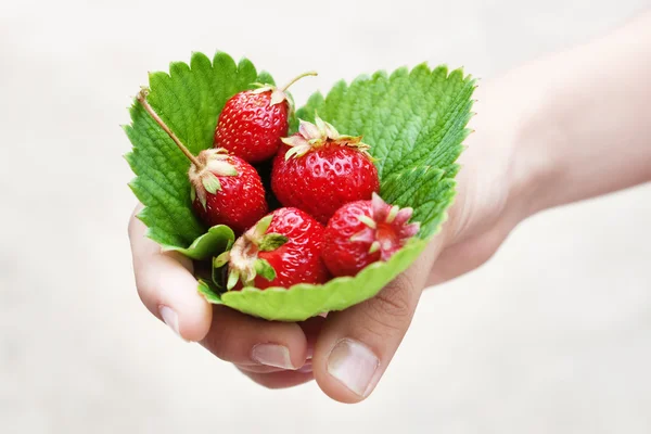 Hand offering fresh picked strawberries