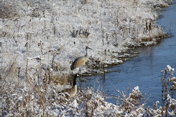 Birds in the snow