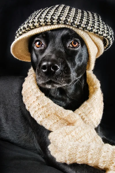 Cute mutt wearing a vintage hat