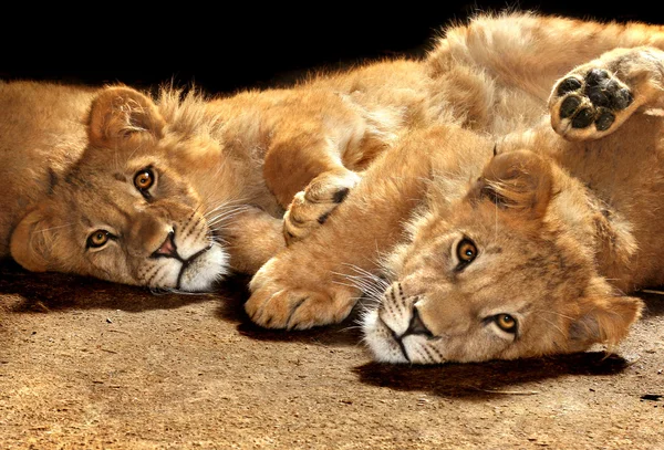 Two lazy young lions