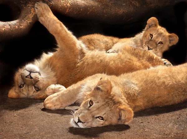Three lazy young lions